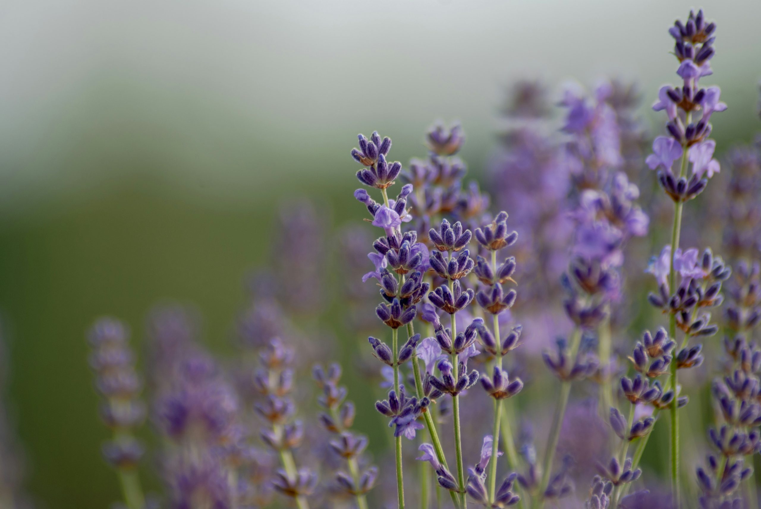 Kezdőlap denes kozma lj9d1rkrkuc unsplash